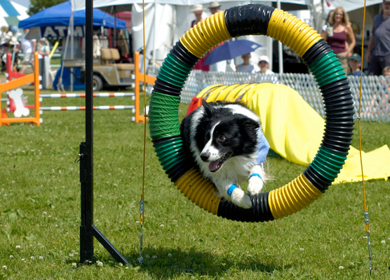 my first akc agility trial