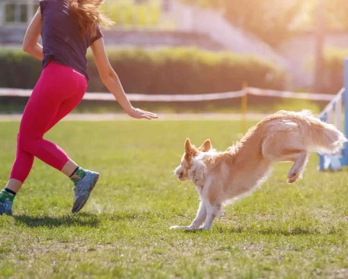 akc agility