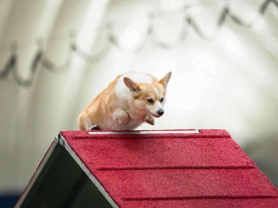 agility title