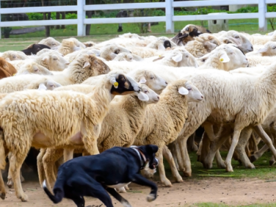 akc sheep herding