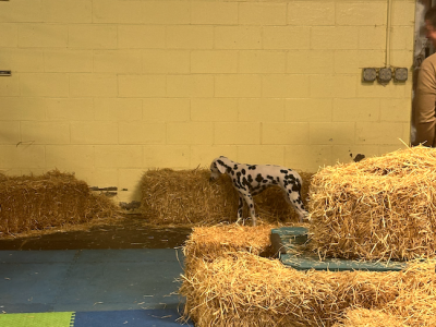 barn hunt trial