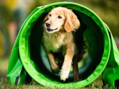 dog agility training benefits
