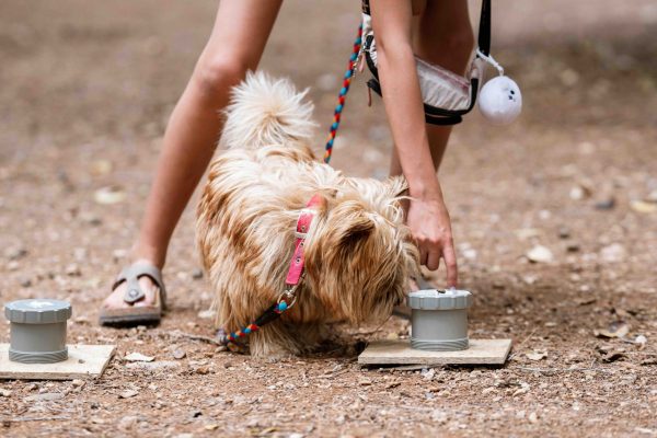 Dog Scent Training