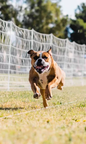 fast cat for dogs