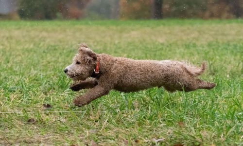 fast cat dog sport