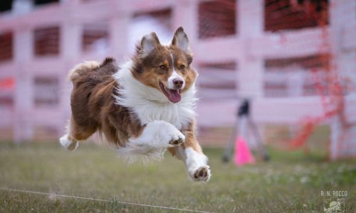 akc fast cat